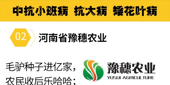 金毛驢匯豐1518-玉米種子-豫穗農業(yè) 金毛驢匯豐1518-玉米種子-豫穗農業(yè)