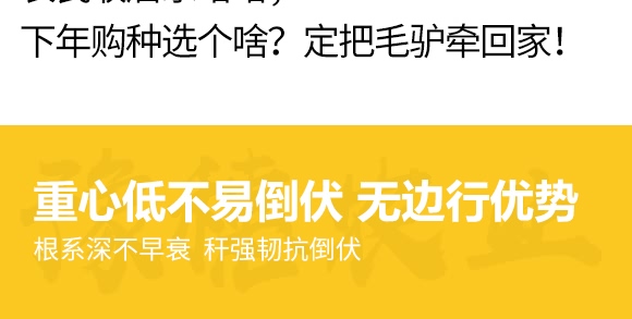 金毛驢匯豐1518-玉米種子-豫穗農業(yè) 金毛驢匯豐1518-玉米種子-豫穗農業(yè)