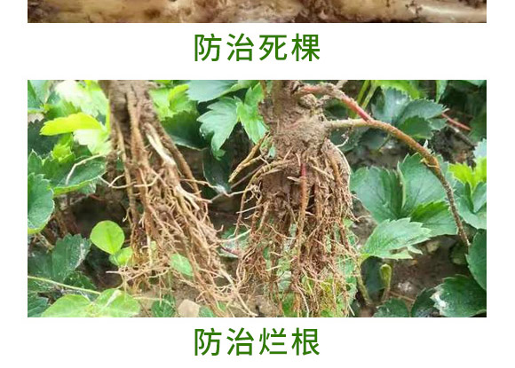 萬(wàn)稼能13元素(瓶裝)-乾農(nóng) 萬(wàn)稼能13元素(瓶裝)-乾農(nóng)