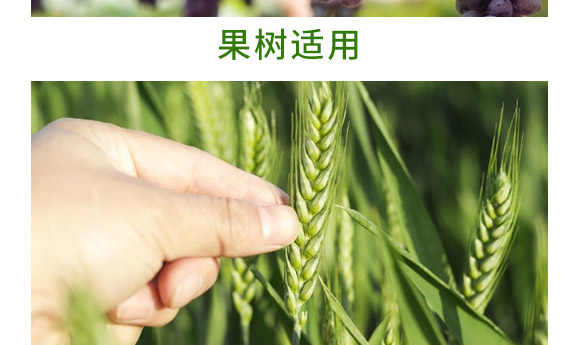 萬(wàn)稼能13元素(瓶裝)-乾農(nóng) 萬(wàn)稼能13元素(瓶裝)-乾農(nóng)