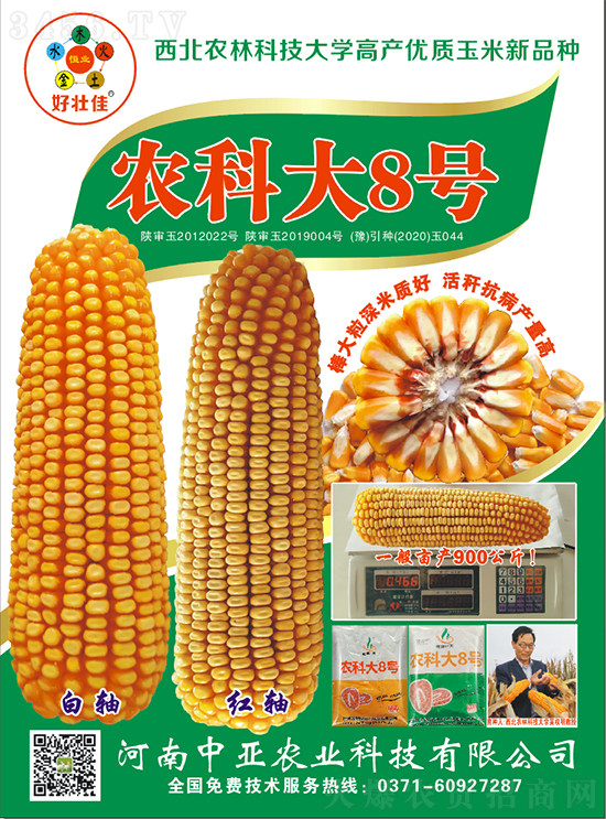 白芯農(nóng)科大8號(hào)玉米種子-敦煌飛天-中亞農(nóng)業(yè) 白芯農(nóng)科大8號(hào)玉米種子-敦煌飛天-中亞農(nóng)業(yè)