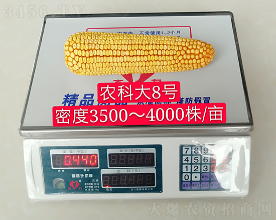 白芯農(nóng)科大8號(hào)玉米種子-敦煌飛天-中亞農(nóng)業(yè) 白芯農(nóng)科大8號(hào)玉米種子-敦煌飛天-中亞農(nóng)業(yè)