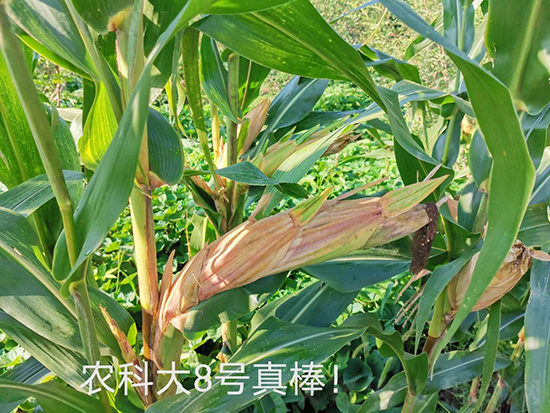 白芯農(nóng)科大8號(hào)玉米種子-敦煌飛天-中亞農(nóng)業(yè) 白芯農(nóng)科大8號(hào)玉米種子-敦煌飛天-中亞農(nóng)業(yè)