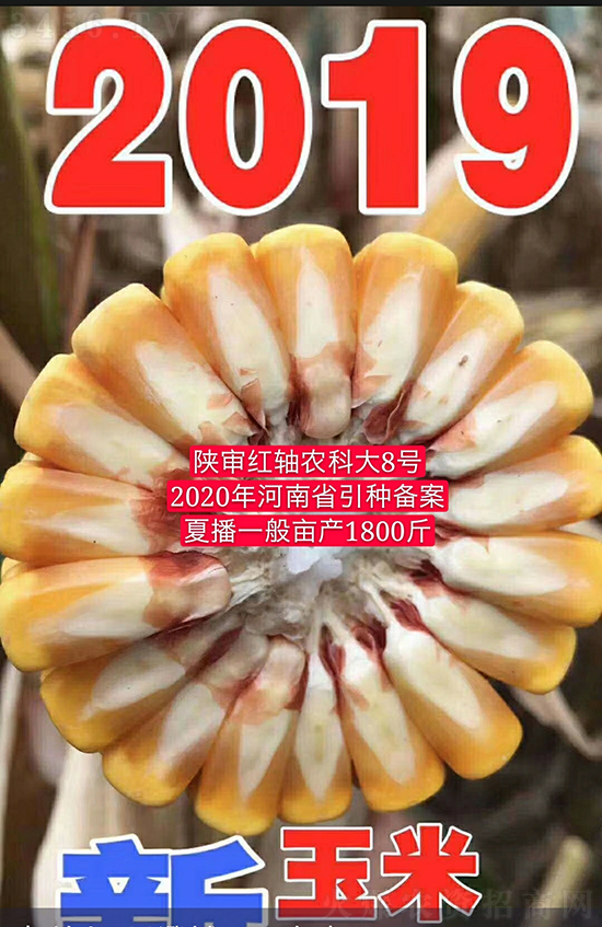 白芯農(nóng)科大8號(hào)玉米種子-敦煌飛天-中亞農(nóng)業(yè) 白芯農(nóng)科大8號(hào)玉米種子-敦煌飛天-中亞農(nóng)業(yè)