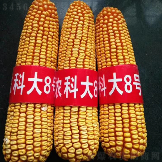 白芯農(nóng)科大8號(hào)玉米種子-敦煌飛天-中亞農(nóng)業(yè) 白芯農(nóng)科大8號(hào)玉米種子-敦煌飛天-中亞農(nóng)業(yè)