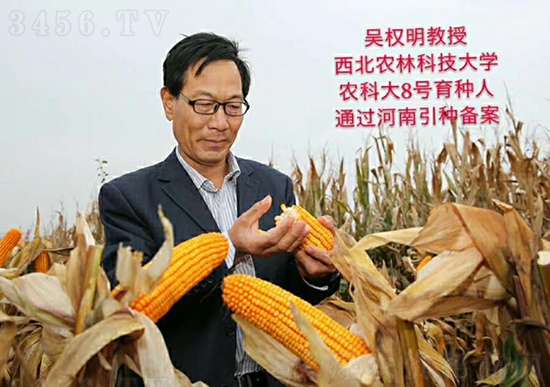 白芯農(nóng)科大8號(hào)玉米種子-敦煌飛天-中亞農(nóng)業(yè) 白芯農(nóng)科大8號(hào)玉米種子-敦煌飛天-中亞農(nóng)業(yè)
