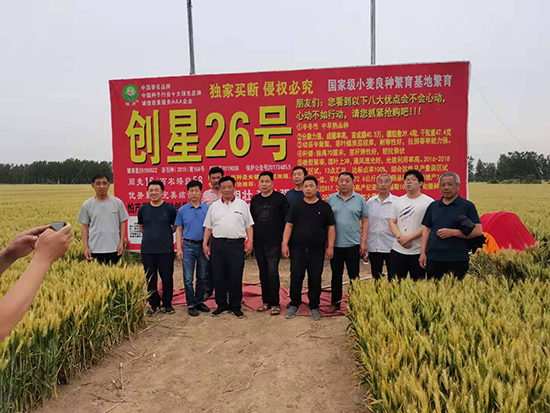 創(chuàng)星26號(hào)-小麥種子-國科農(nóng)業(yè) 創(chuàng)星26號(hào)-小麥種子-國科農(nóng)業(yè)