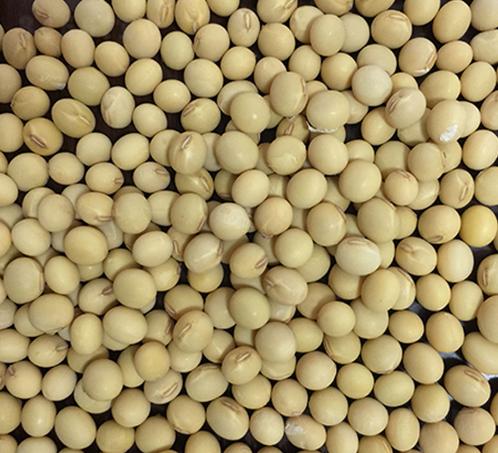 東豆339-大豆種子-東亞