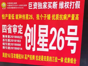 創(chuàng)星26號(hào)-小麥種子-國科農(nóng)業(yè)