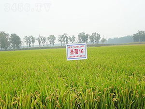 圣稻16-水稻種子-潤農(nóng)種業(yè)